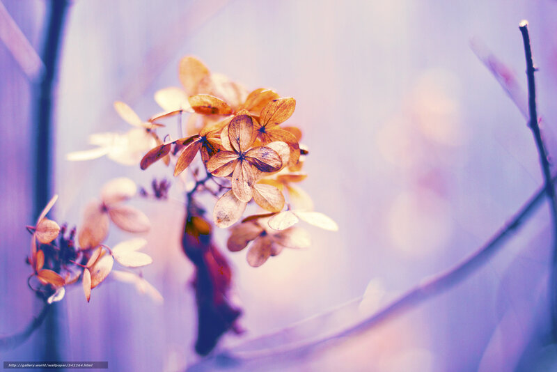 Dried Hydrangea Flowers — Purple, Serene