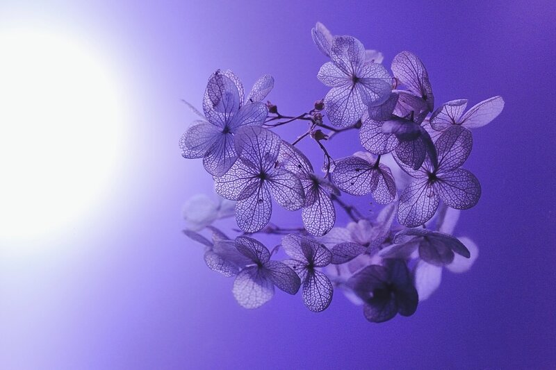 Dried Hydrangea Flowers — Purple