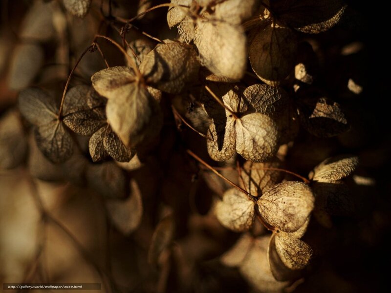 Dried hydrangea flowers