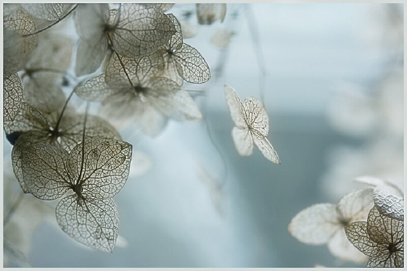 Dried Hydrangea Flowers — White