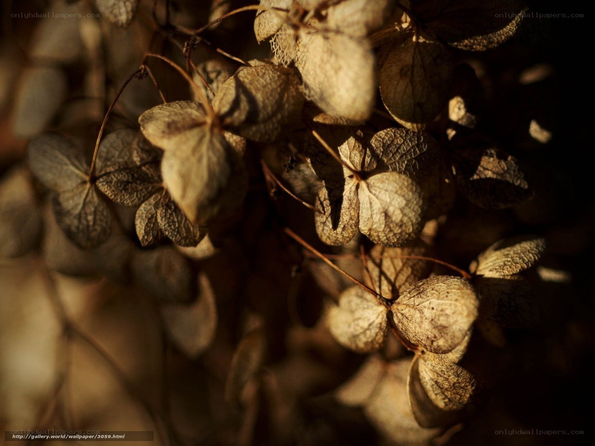 Dried hydrangea flowers