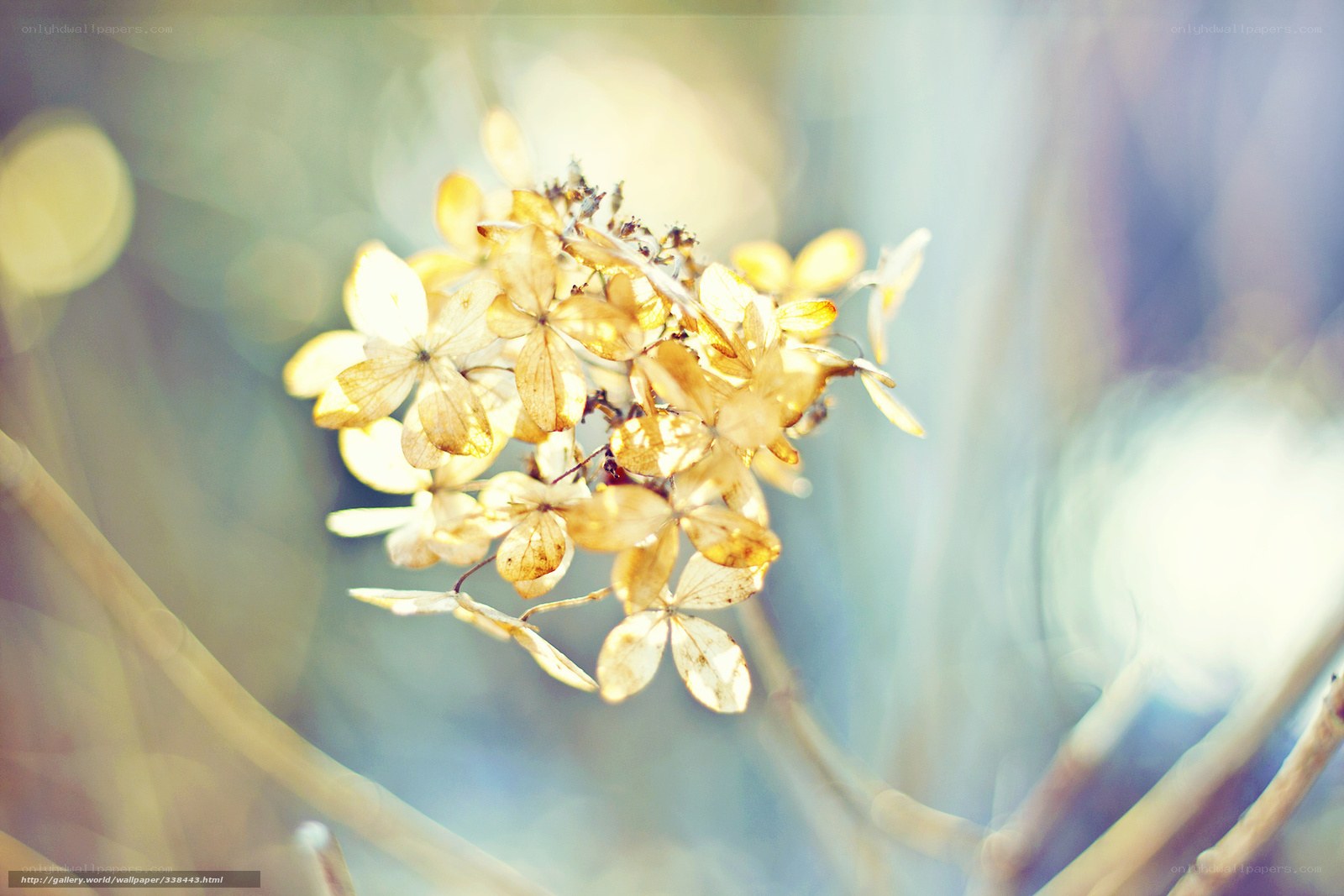 Dried hydrangea in sunlight