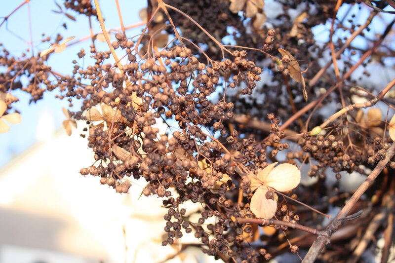 dried hydrangea seed heads