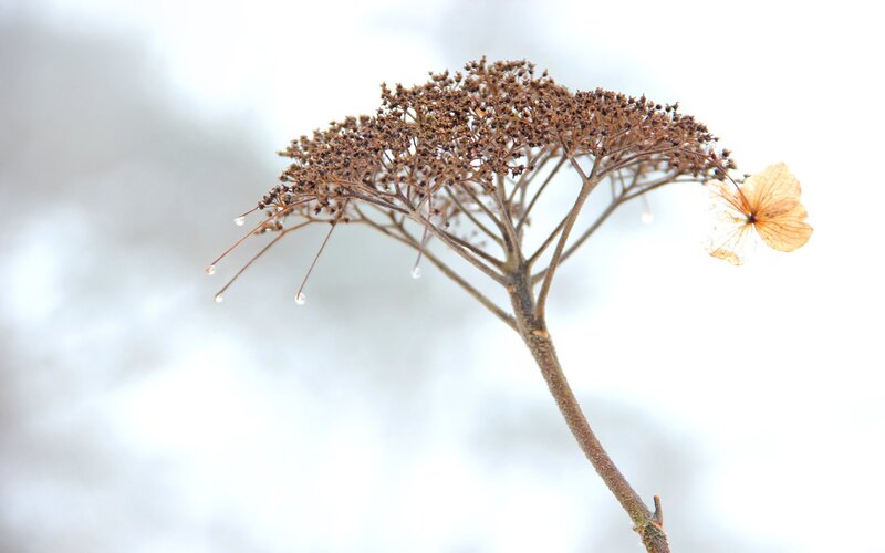 dried hydrangea with water droplets