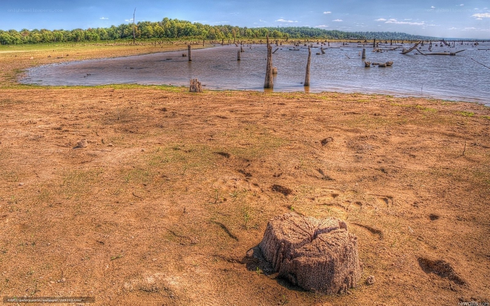 Dried lake with tree stumps