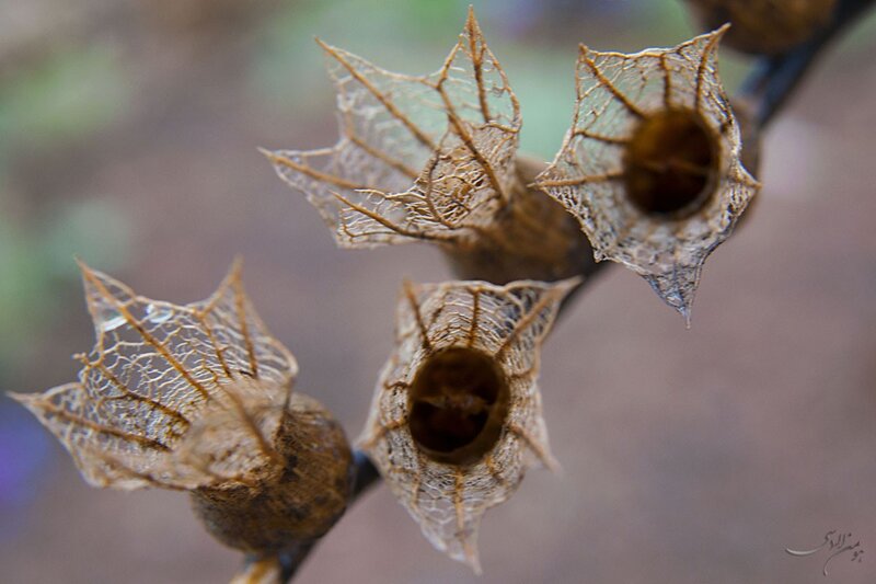 dried lantern fruit husks