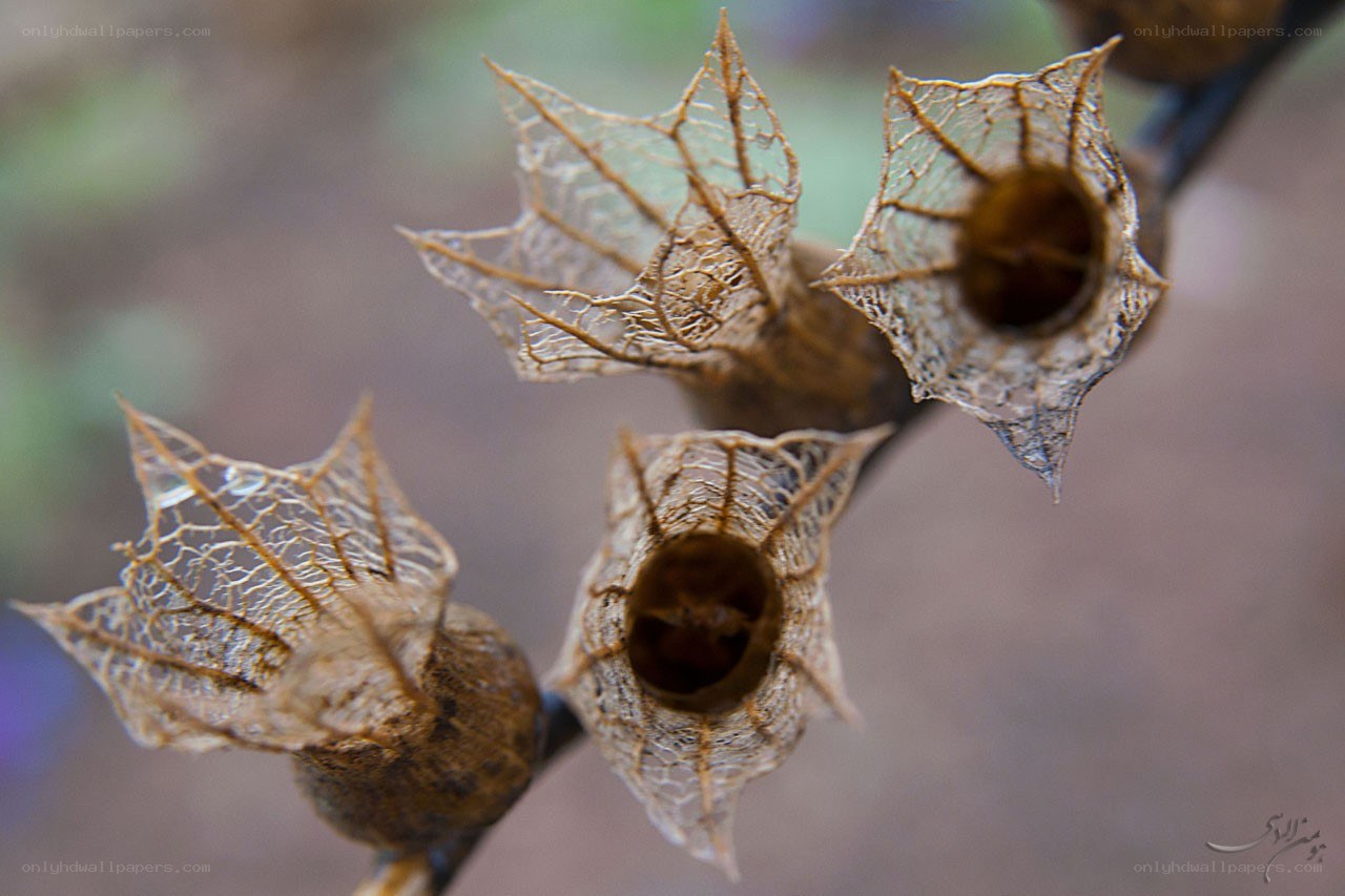 dried lantern fruit husks