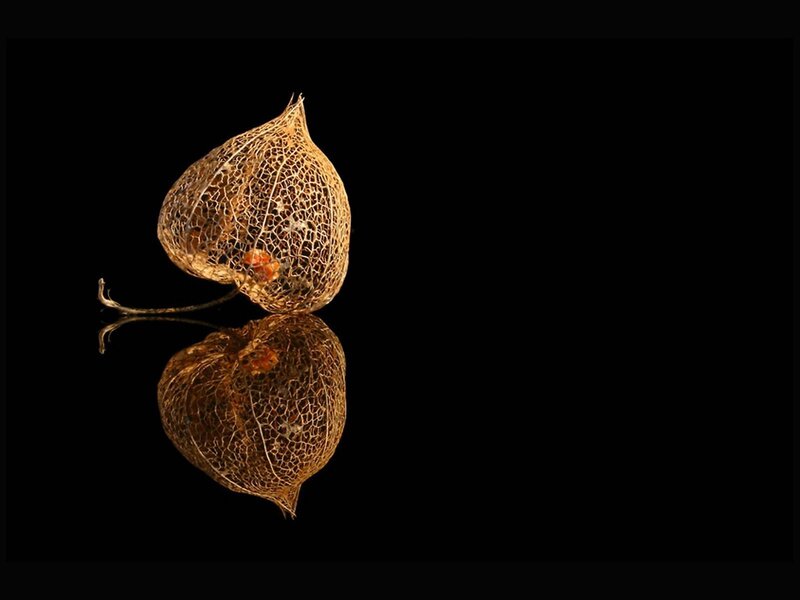 Dried lantern fruit pod