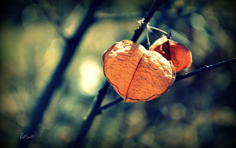 Dried Lantern Fruit