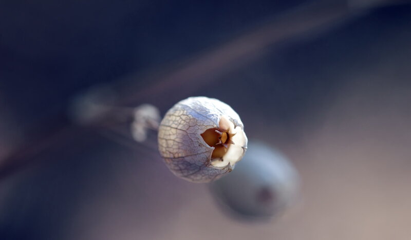 Dried Lantern Fruit — White