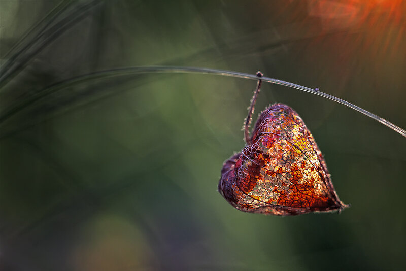 Dried Lantern Plant