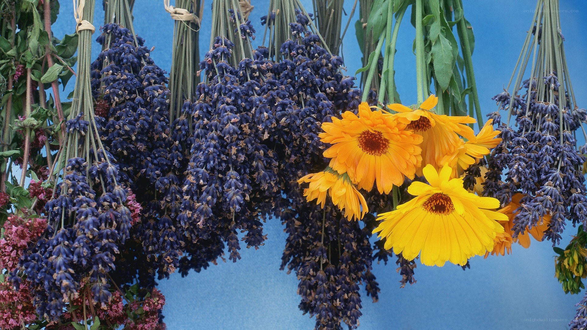 dried lavender and calendula flowers