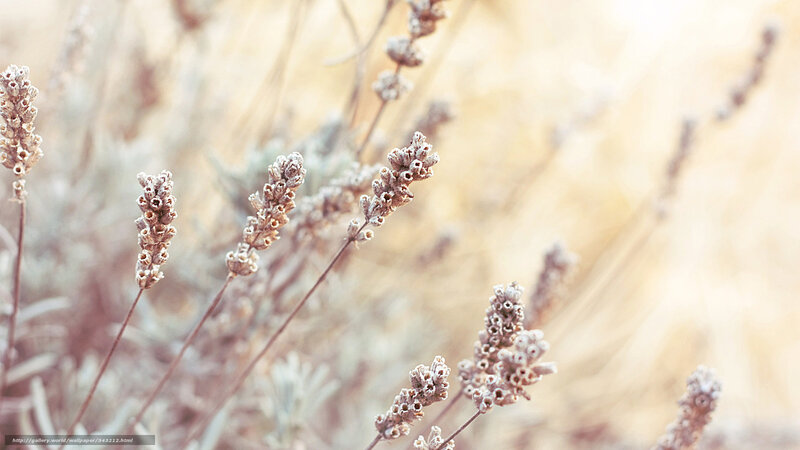 Dried Lavender Flowers — Beige