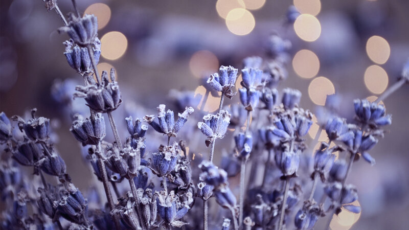 Dried Lavender Flowers — Purple