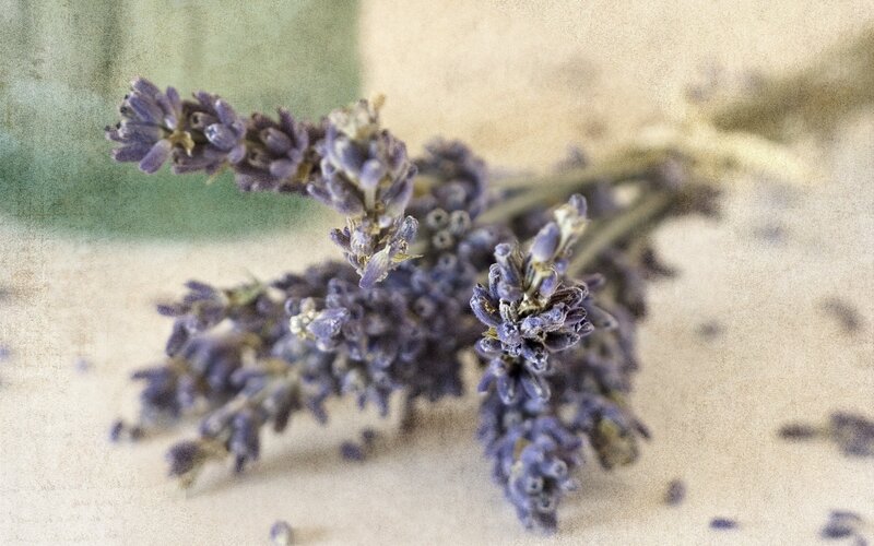 dried lavender flowers