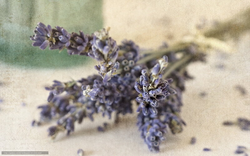 dried lavender sprigs