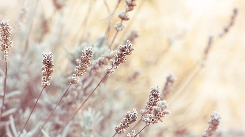 Dried Lavender Stalks