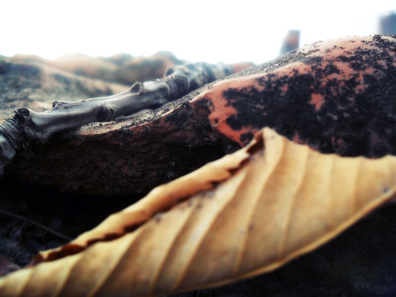 Dried Leaf and Branch