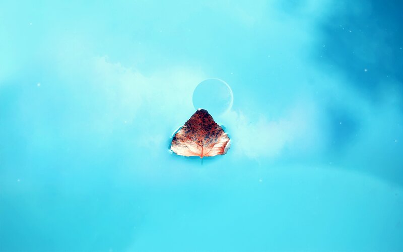 Dried Leaf Floating — Blue