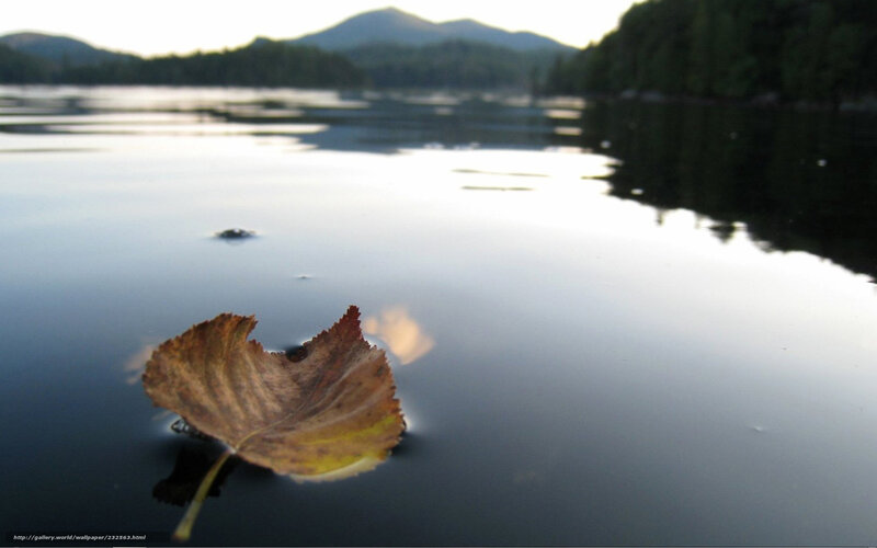 Dried Leaf Floating on Water