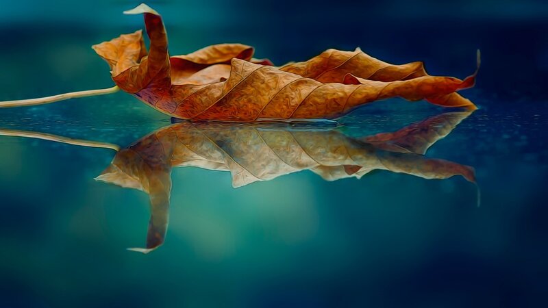 Dried Leaf Floating
