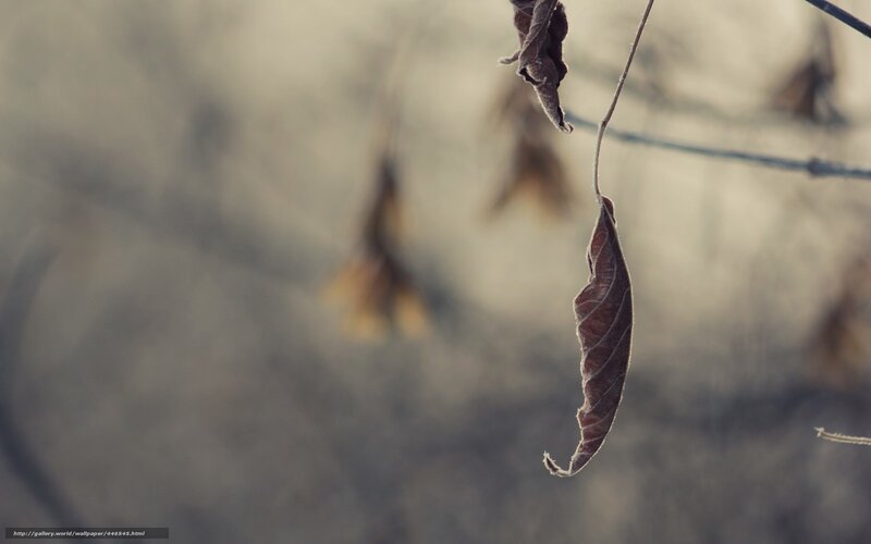 Dried Leaf Hanging — Brown