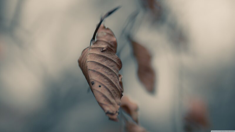 Dried Leaf Hanging