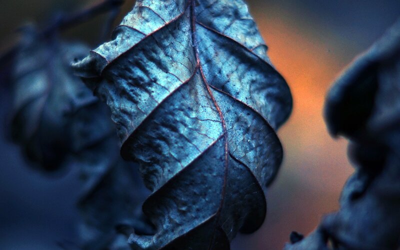 Dried Leaf in Close-up — Blue, Dramatic