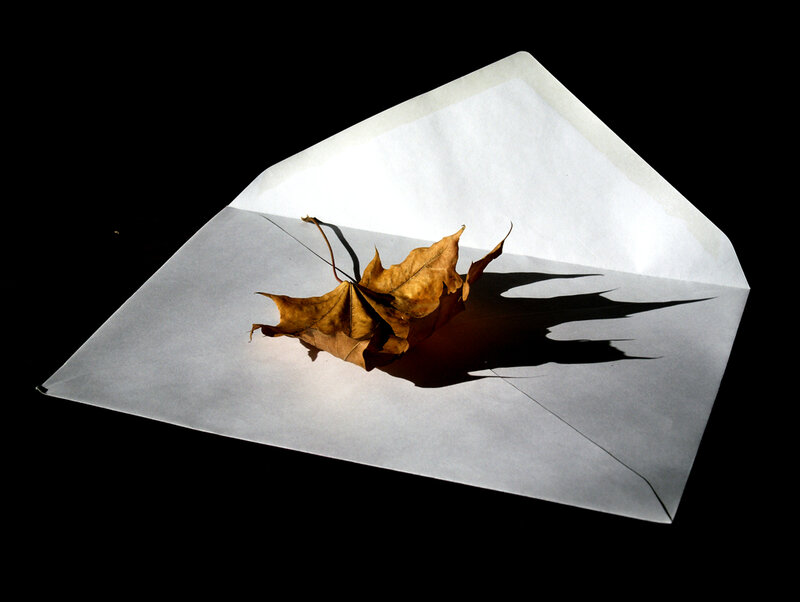 Dried Leaf in Envelope