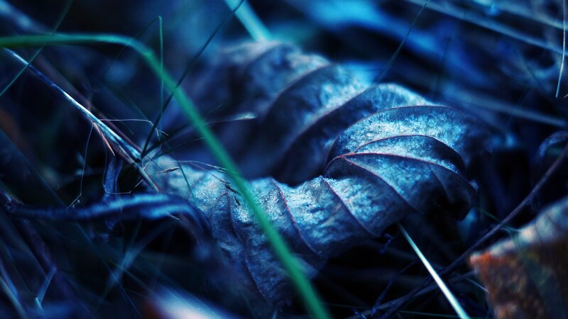 Dried Leaf in Grass — Blue, Dark