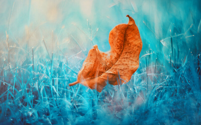 Dried Leaf in Grass — Blue
