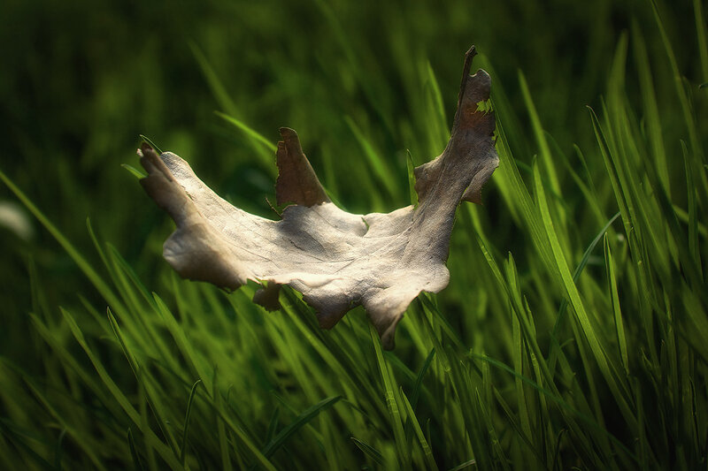 Dried Leaf in Grass