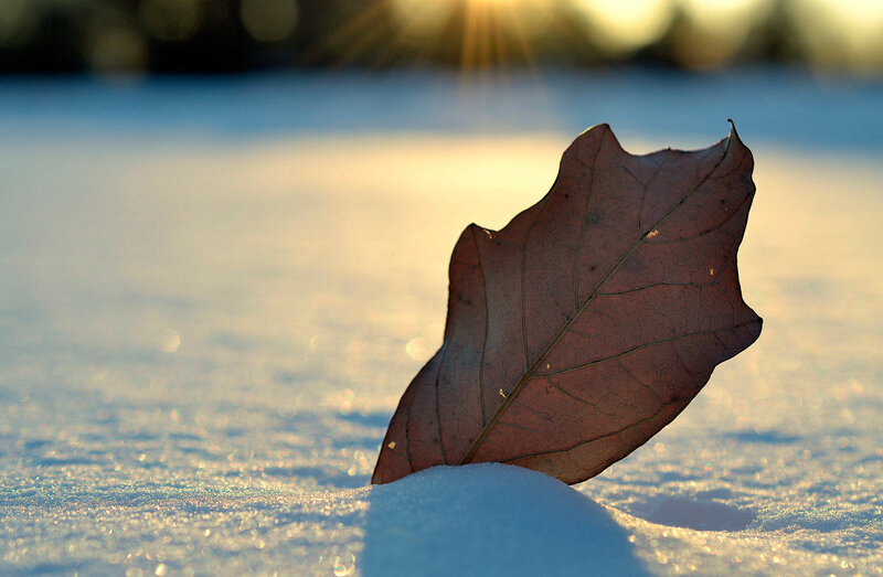 Dried Leaf in Snow — Brown, Serene