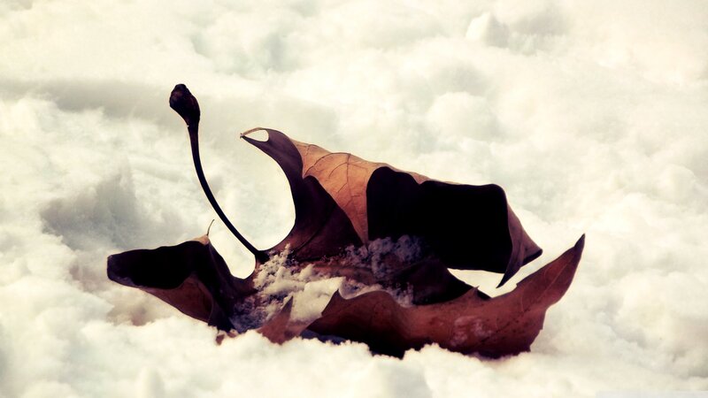 Dried Leaf in Snow — Brown