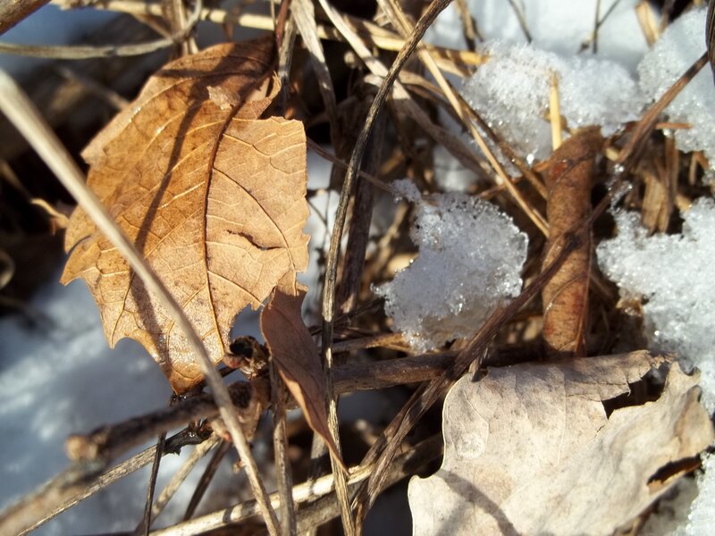 Dried Leaf in Snow