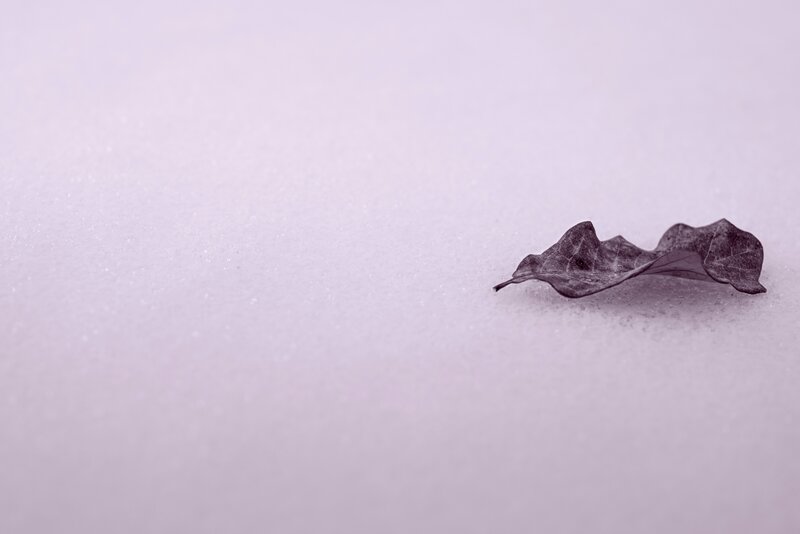 Dried Leaf in Snow — White