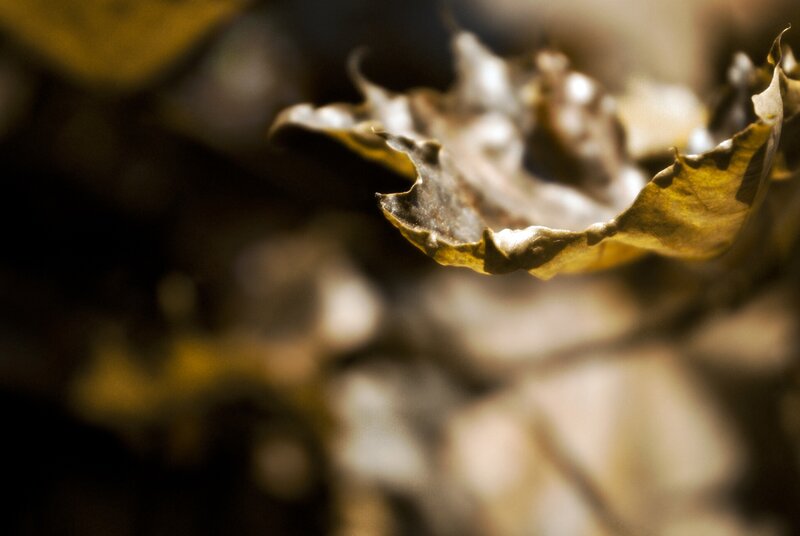 Dried Leaf in Sunlight — Brown