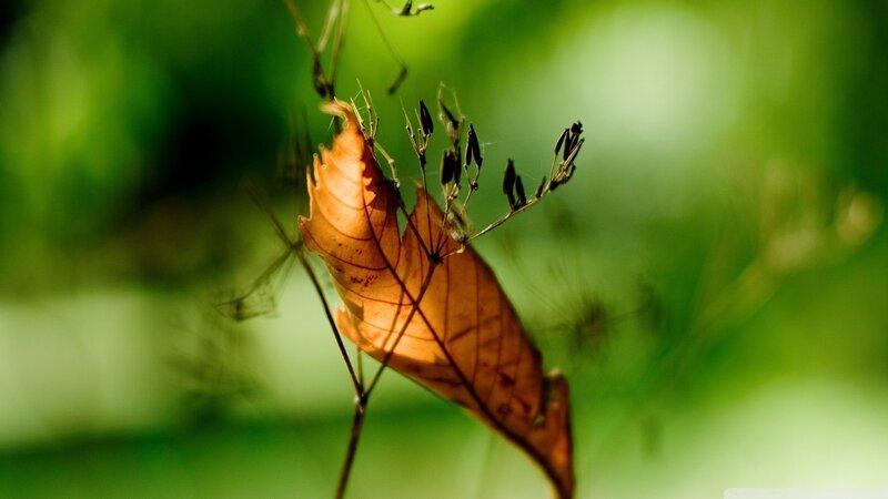 Dried Leaf in Sunlight