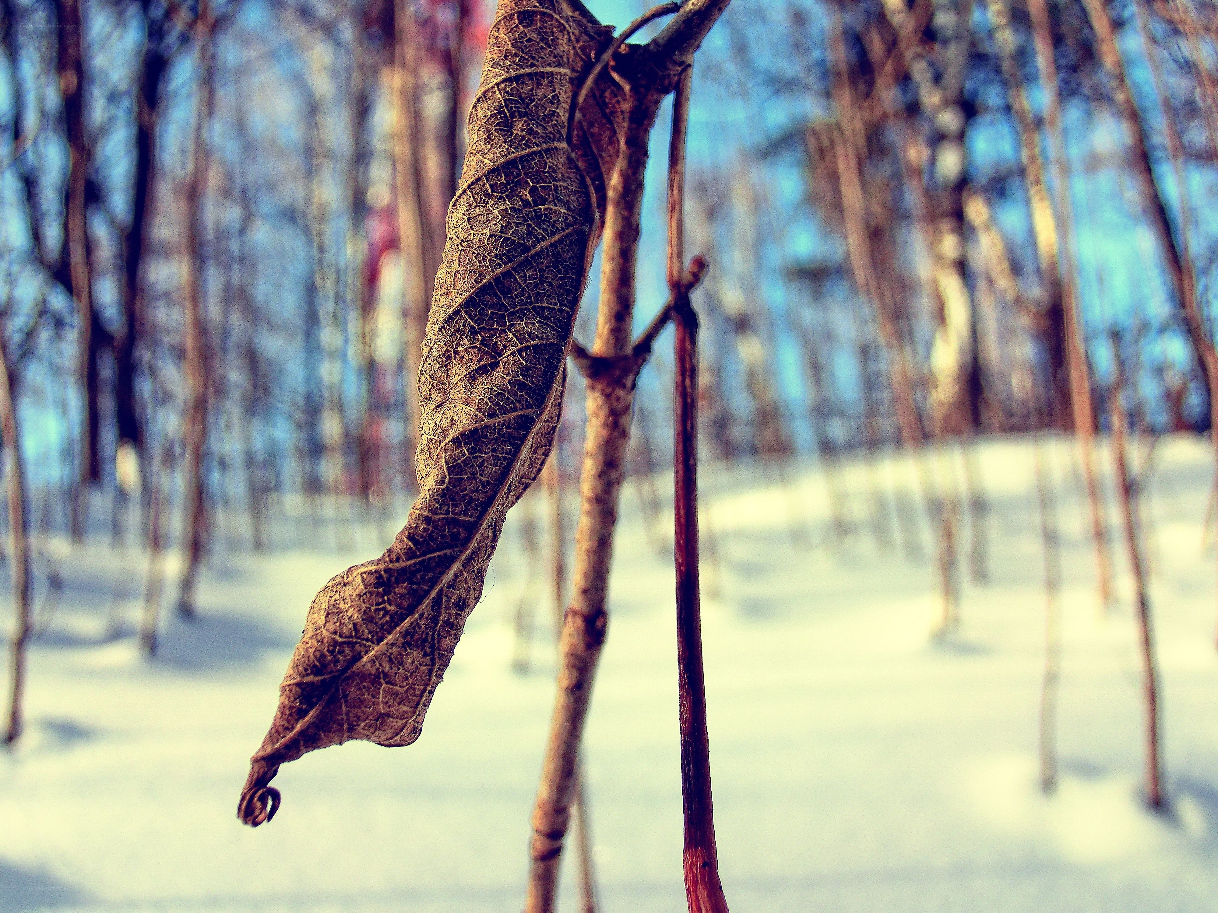 Dried leaf in winter forest