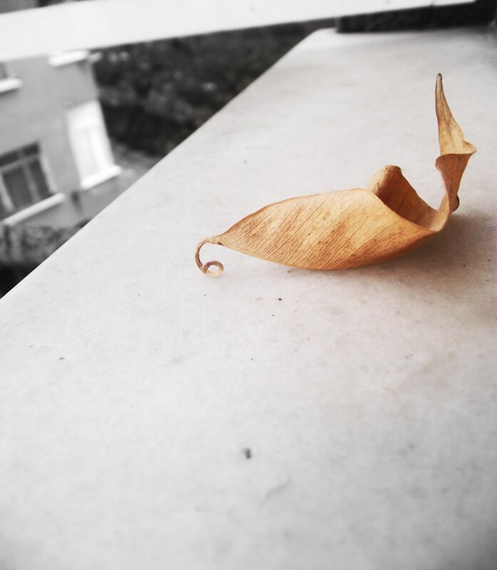Dried leaf on a balcony
