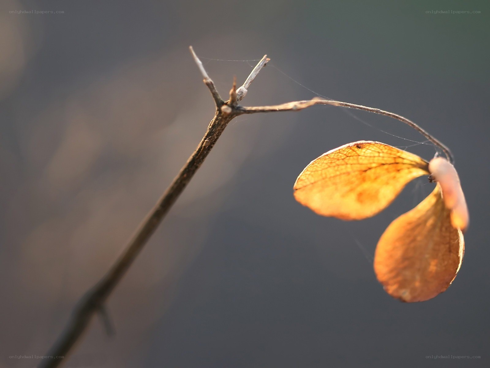 Dried leaf on a branch