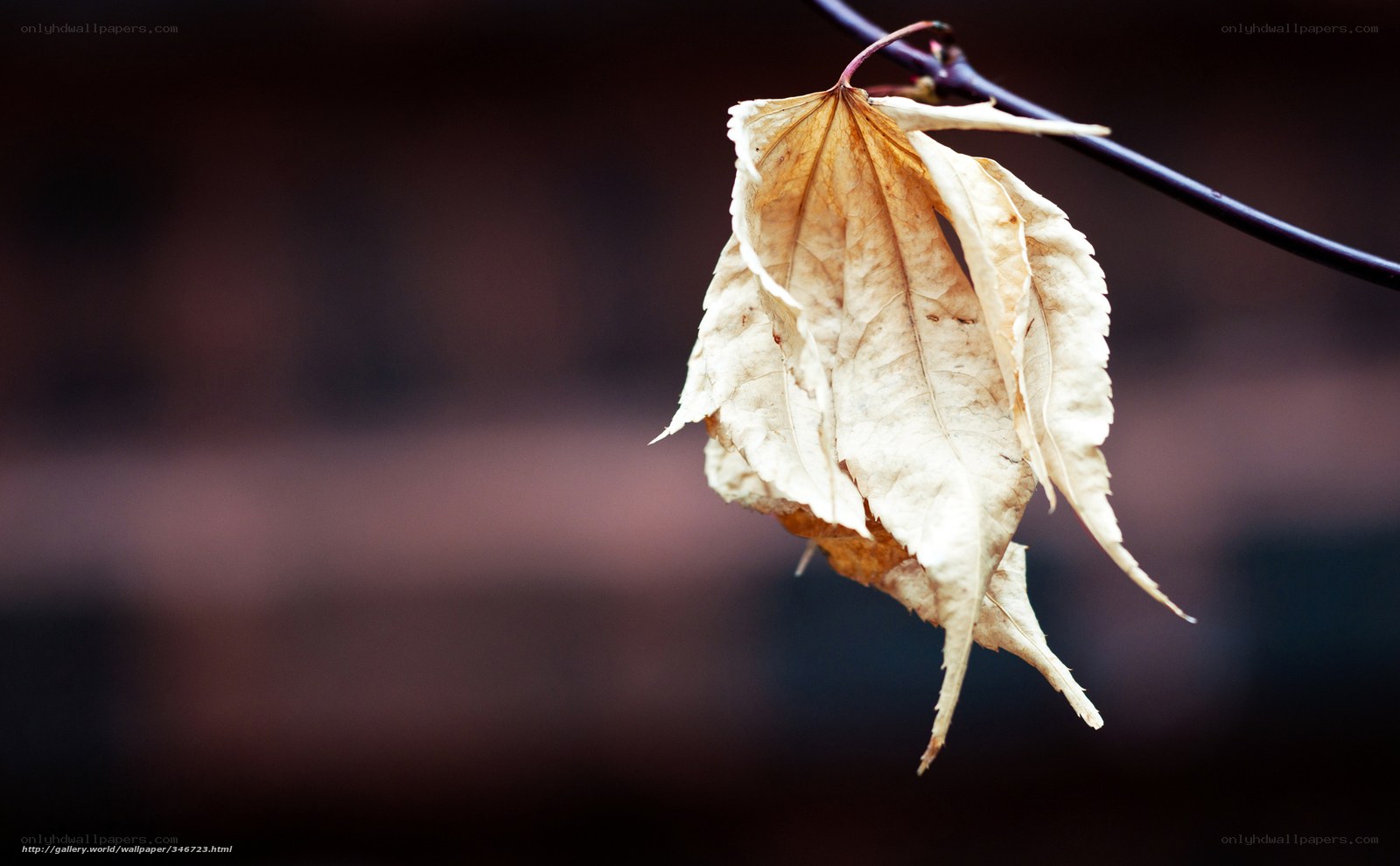 Dried leaf on a branch