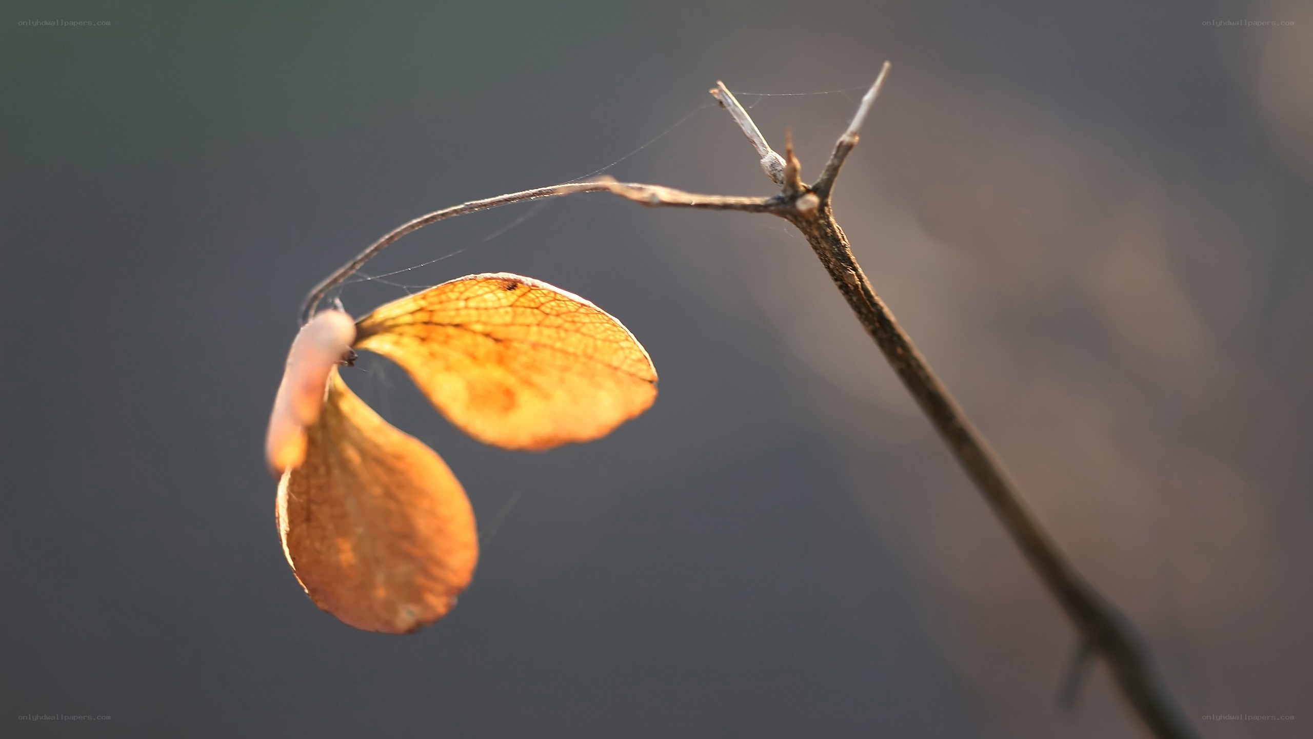 dried leaf on a branch