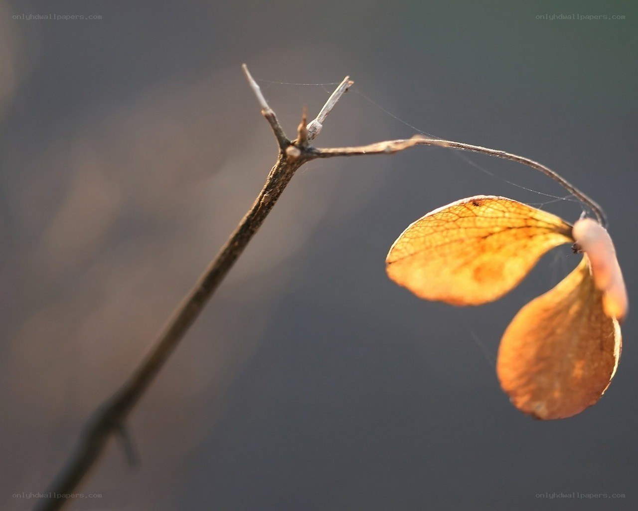 Dried leaf on a branch