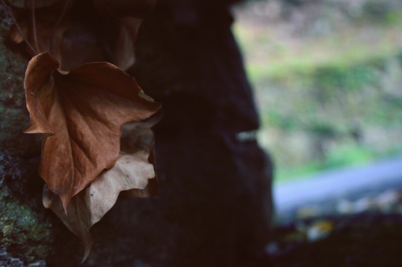 dried leaf on a rock