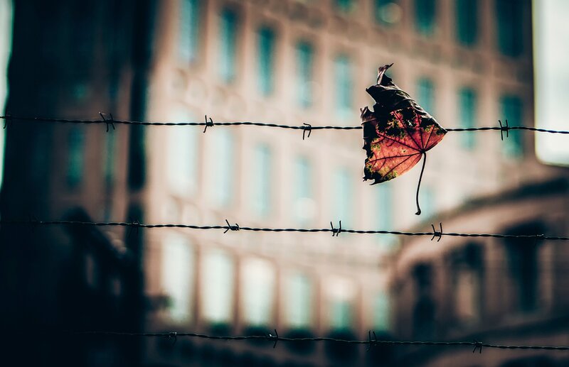 Dried Leaf on Barbed Wire