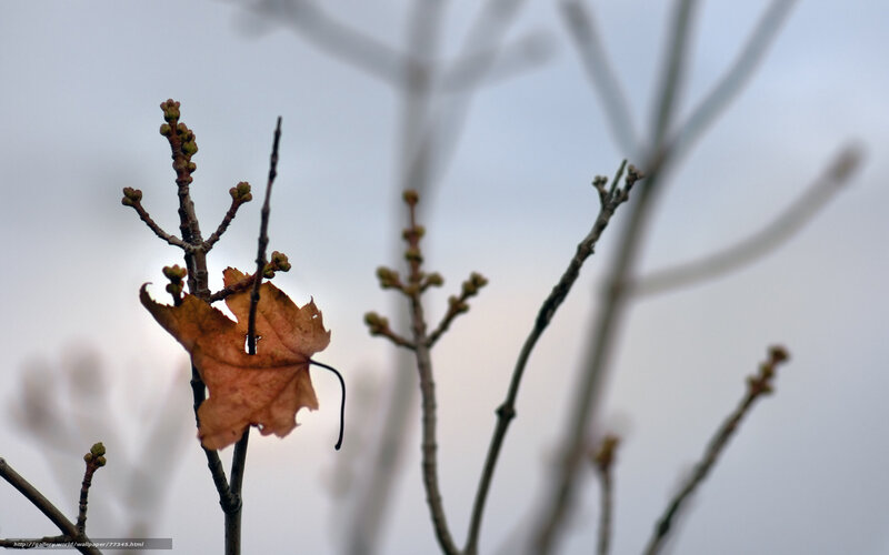 dried leaf on bare branch