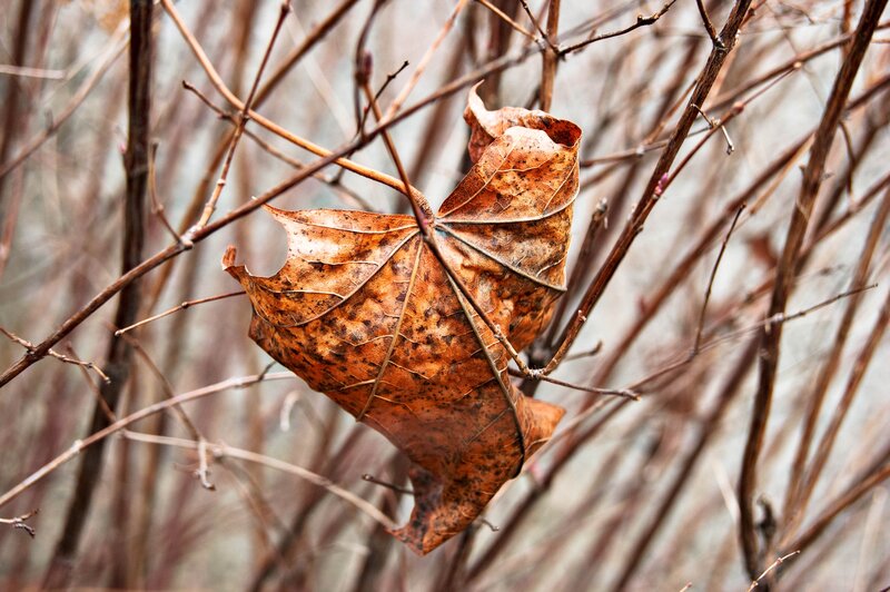 dried leaf on bare branches