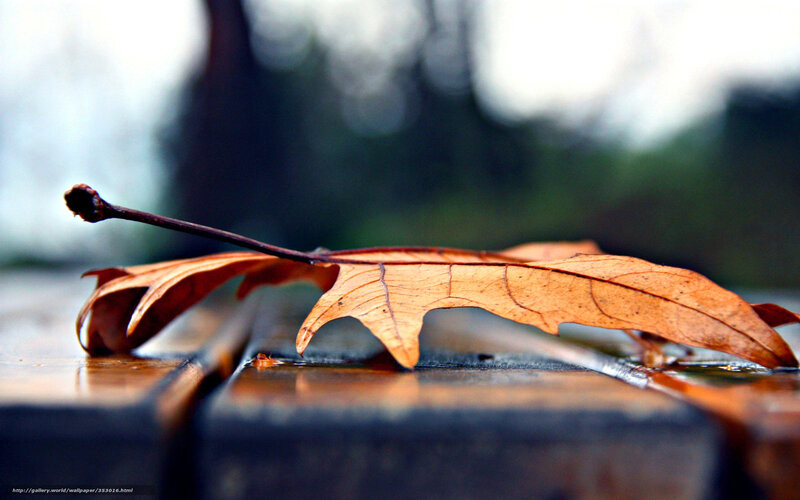 Dried Leaf on Bench — Brown, Calm