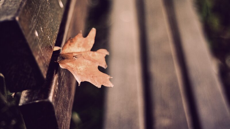 Dried Leaf on Bench — Brown